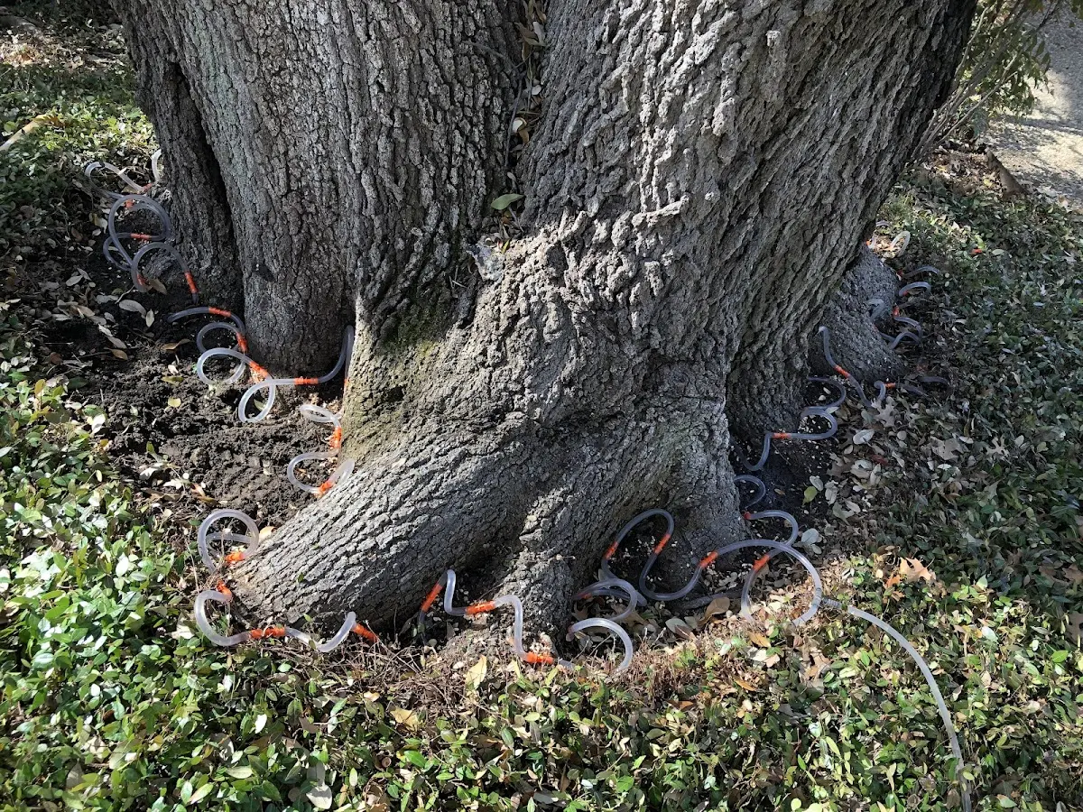Detailed Tree Cabling and Bracing job site in Cherryville